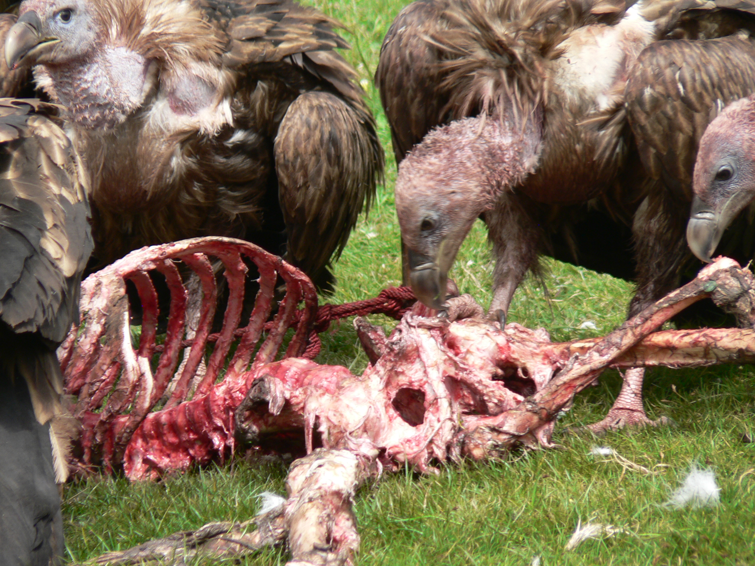 Vulture_-_Sky_burial.jpg